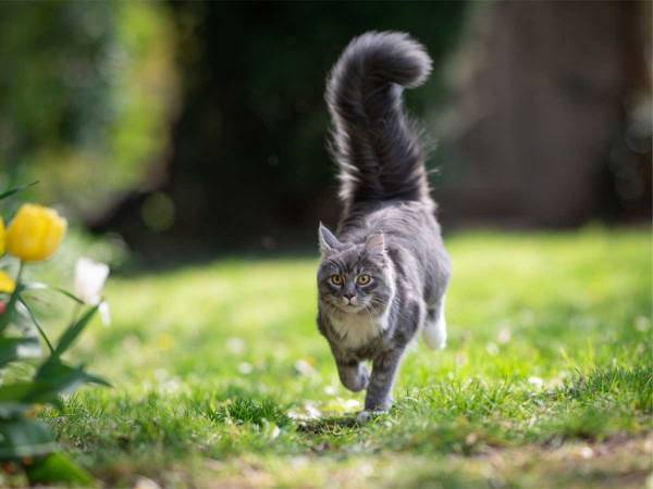 出かけた母猫が、急いで戻って来た理由がすごい！　「いいお母さん」