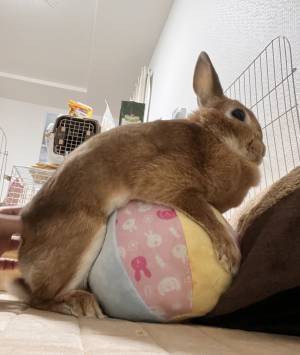 飼い主が激写したマッチョな姿に「好物を渡さないと、しばかれますね！」