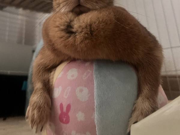 飼い主が激写したマッチョな姿に「好物を渡さないと、しばかれますね！」