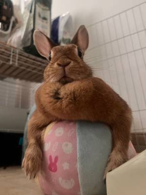 飼い主が激写したマッチョな姿に「好物を渡さないと、しばかれますね！」