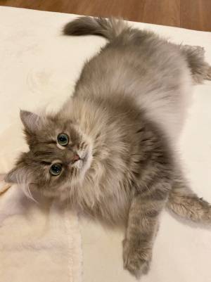 「声を上げて笑った！」「悲しい顔」　お風呂に入れられた猫の表情が…