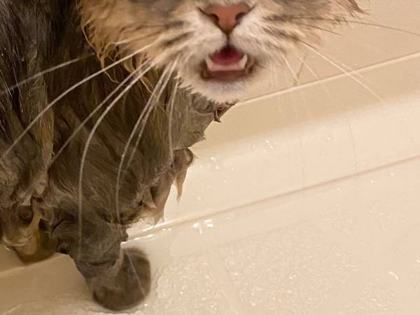 「声を上げて笑った！」「悲しい顔」　お風呂に入れられた猫の表情が…