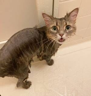 「声を上げて笑った！」「悲しい顔」　お風呂に入れられた猫の表情が…