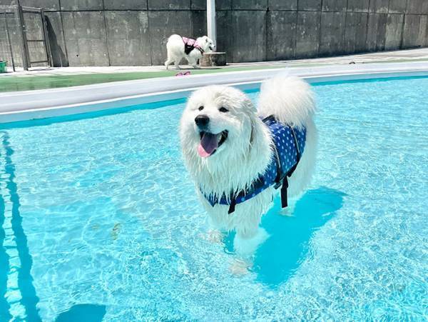 プールが苦手なサモエドの『ビフォーアフター』に、頬がゆるむ　「天使」「笑顔にやられた」