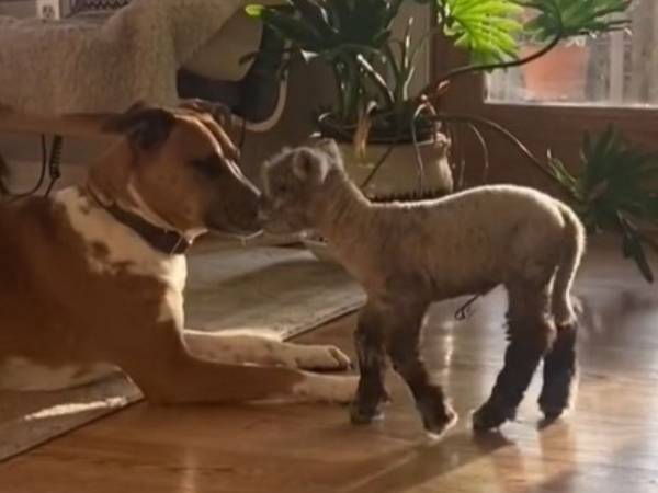 感動の実話…　母親に拒絶された子ヒツジの『里親』になったのは？