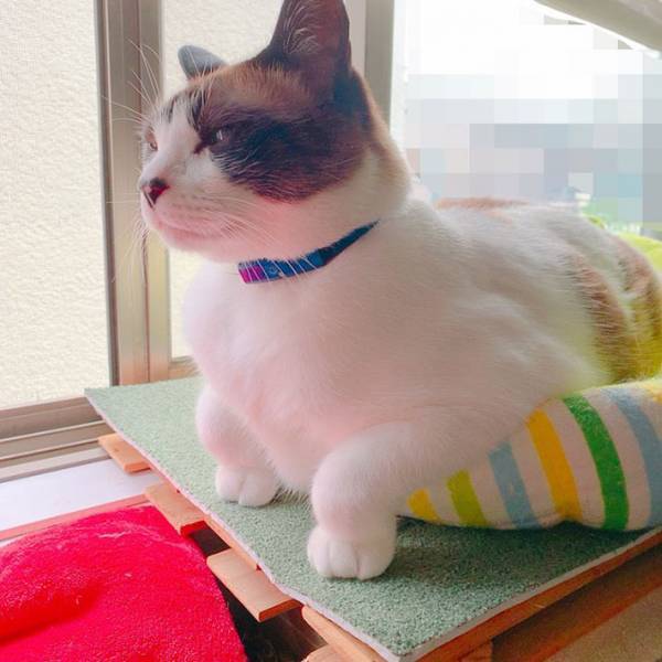 ２３万『いいね』を集めた、猫のポーズとは　「初めて見た」「可愛い」