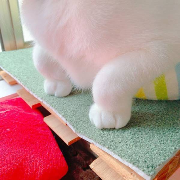 ２３万『いいね』を集めた、猫のポーズとは　「初めて見た」「可愛い」