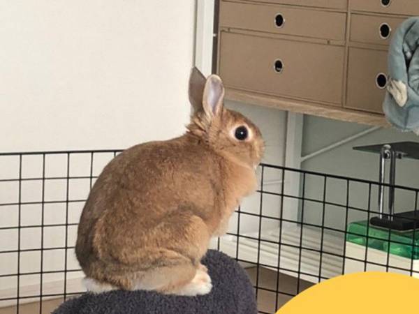 「ウサギ飼ってる人の休日ってこんな感じ？」が反響　「逆、逆ー！」