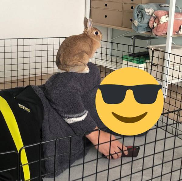 「ウサギ飼ってる人の休日ってこんな感じ？」が反響　「逆、逆ー！」