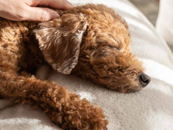 『大丈夫』という魔法　言葉で何も伝えることができない動物たちの言葉に耳を傾ける