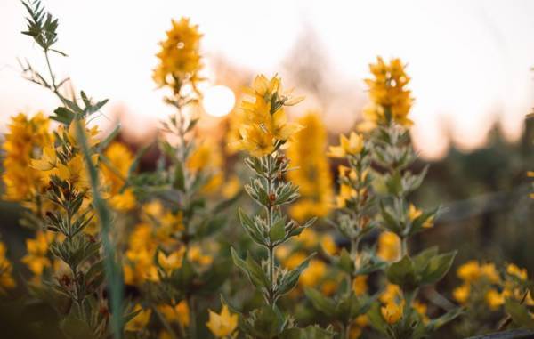 『大丈夫』という魔法　言葉で何も伝えることができない動物たちの言葉に耳を傾ける