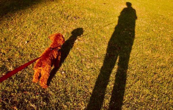 『大丈夫』という魔法　言葉で何も伝えることができない動物たちの言葉に耳を傾ける