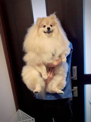 「これで普通のポメなんですか！」　規格外のポメラニアン　その見た目が…