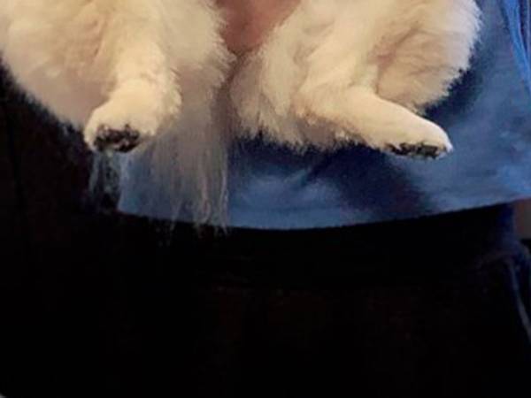 「これで普通のポメなんですか！」　規格外のポメラニアン　その見た目が…