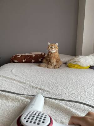 猫を乾かすのに１時間！　その理由に「吹いた」「謎の距離感」