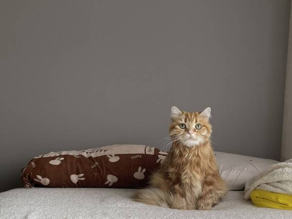 猫を乾かすのに１時間！　その理由に「吹いた」「謎の距離感」