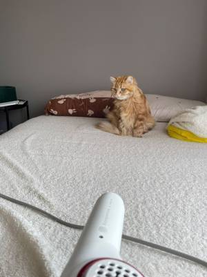 猫を乾かすのに１時間！　その理由に「吹いた」「謎の距離感」