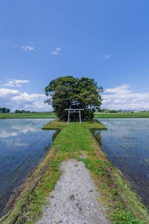 「今がベストシーズン」田んぼの真ん中にポツンとある神社を撮影すると…？