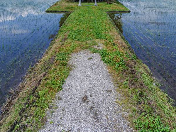 「今がベストシーズン」田んぼの真ん中にポツンとある神社を撮影すると…？