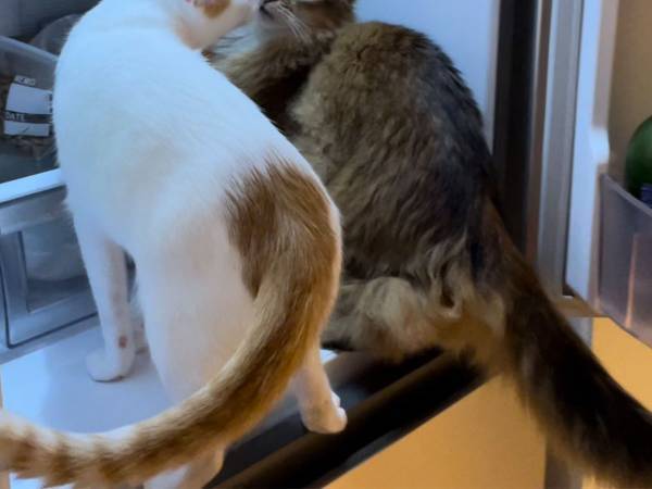 「たまらない」「真ん中に入れて」　飼い主が冷蔵庫を開けると？