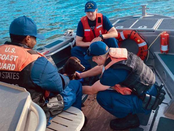 海で行方不明になった犬　救助隊員も驚く『泳ぎっぷり』を見せる