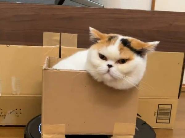 『罠』にかかり、段ボールに入った猫　そのまま『あるもの』に乗せられて…？