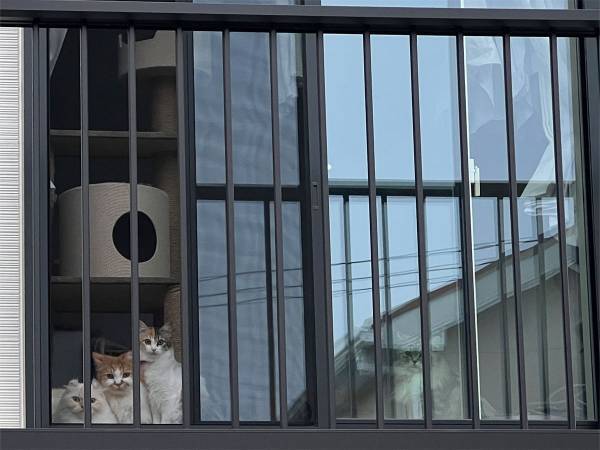 仕事のため、外出した飼い主　ふと自宅を振り返ると…？