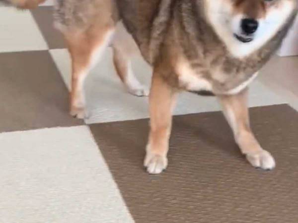柴犬をなでようとすると…？　「爆笑した」「かわいすぎるやろ」