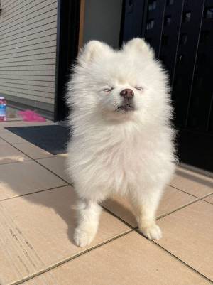 悠々と立つポメラニアン　飼い主の『アテレコ』に笑いがこみ上げる　「凛々しい」「可愛すぎ」