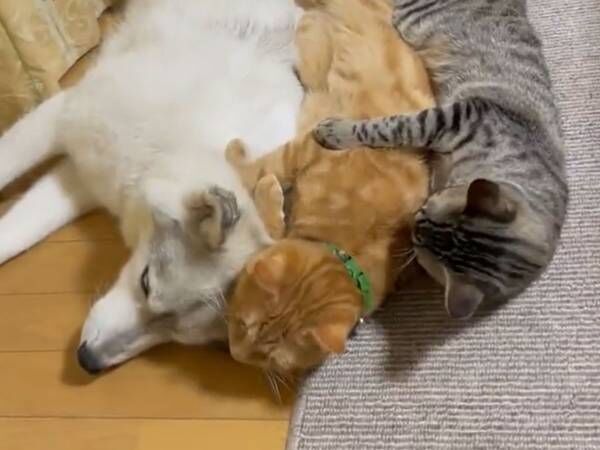 「重すぎる愛に笑った」　仲良く寝そべる３匹　１匹の猫がどこかへ行こうとすると？