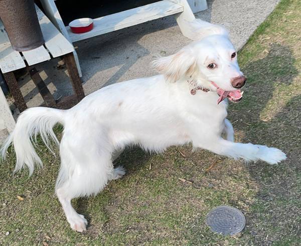 飼い主が撮影した１枚　完全に『ホラーゲームに登場する犬』で、ギョッ！