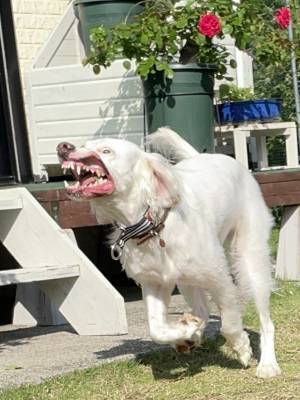 飼い主が撮影した１枚　完全に『ホラーゲームに登場する犬』で、ギョッ！