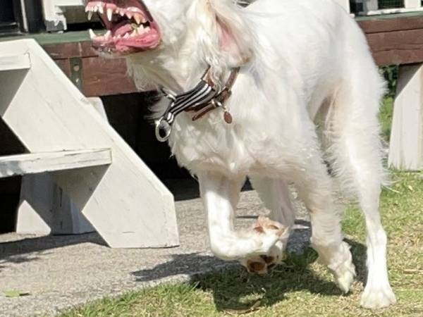 飼い主が撮影した１枚　完全に『ホラーゲームに登場する犬』で、ギョッ！