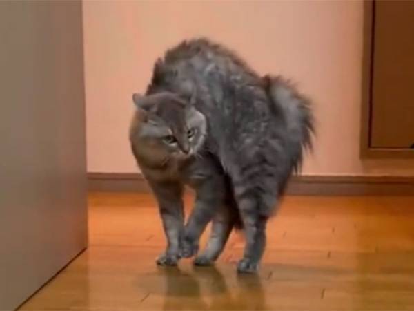 おっちょこちょいな猫　威嚇モードで飼い主に、近付いてくるも？