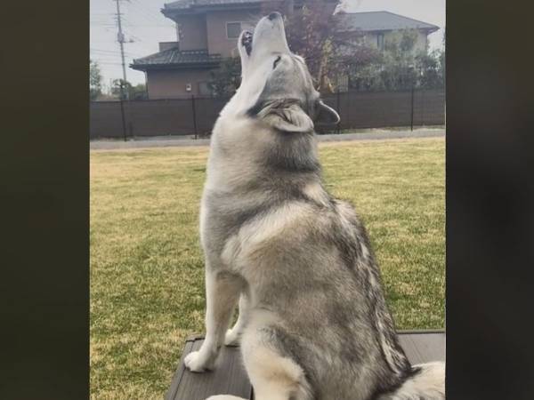 遠吠えをするシベリアンハスキー　『背後からの声』に「ツボる」「笑った」
