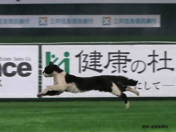 野球ヒーローインタビュー中、颯爽と現れた『乱入者』　周東佑京選手も「猫には負けます」