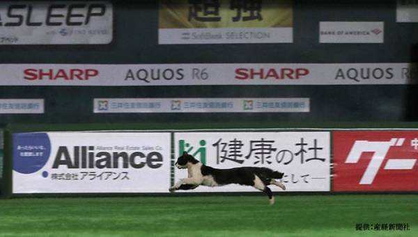 野球ヒーローインタビュー中、颯爽と現れた『乱入者』　周東佑京選手も「猫には負けます」