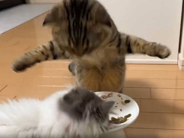 先住猫のご飯を、盗み食いする子猫　その後の展開に「笑った」「独特な叱り方だな」