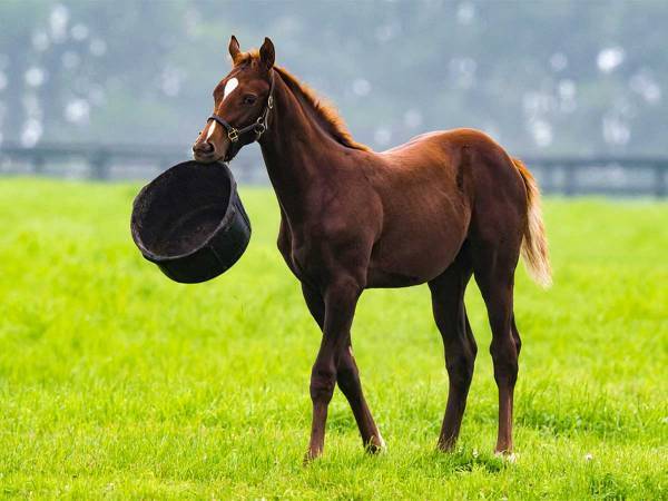 いたずら好きの馬　ゴミ箱を『あるもの』に変身させる　「爆笑した！」