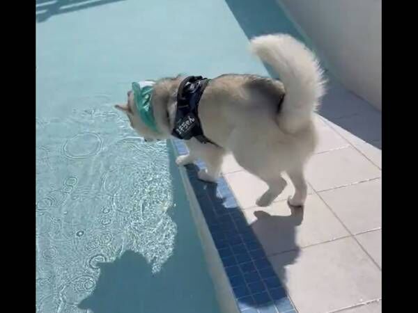 プールに入ろうとした犬　次の瞬間に「見逃さなかったぞ…！」