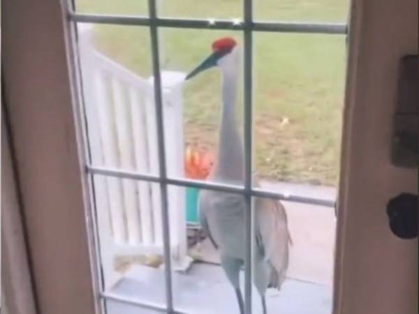 「今日も来たよ！」　毎朝、家にやってくる『訪問者』に大笑い！