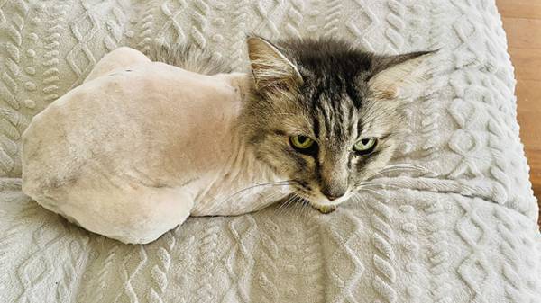 飼い主「鶏肉から猫が生えているようだ」　猫の姿に「理解するのに１０秒かかった」