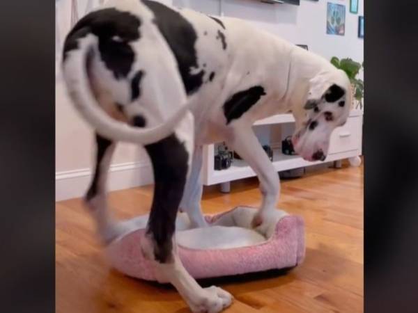 小さなベッドに座りたい大型犬に共感の声　「私のようだわ」「かわいい」