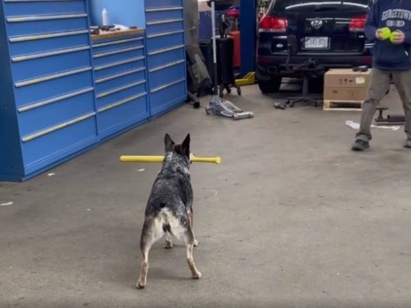 もはや遊びのレベルじゃない　犬が見せたバッティングに　「嘘だろ？」