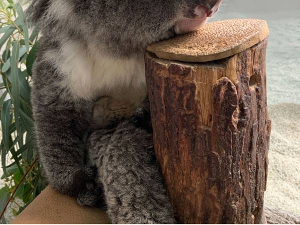 世界最高齢の『おばあちゃんコアラ』　ひと休みする姿に「ただただ、可愛い」「元気で何より」の声
