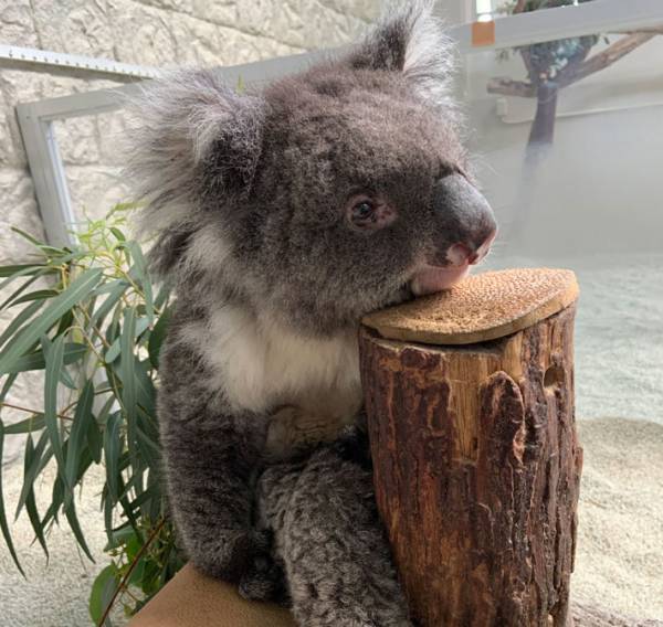 世界最高齢の『おばあちゃんコアラ』　ひと休みする姿に「ただただ、可愛い」「元気で何より」の声