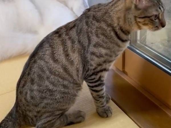 雨が降り、犬と猫の対照的な過ごし方に「癒された」「分かる」