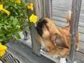 「うーん、いい香り」　花を『愛でる』犬　幸せそうな表情にメロメロ！