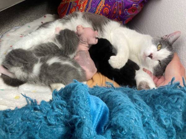 母猫のミルクを飲む子猫　１匹だけ見た目の違う子が…？　「いい話だ」