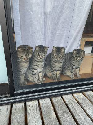 猫の『圧』が強すぎる…ッ！　横並びの猫たちに「ヒエッ」「分身の術！？」